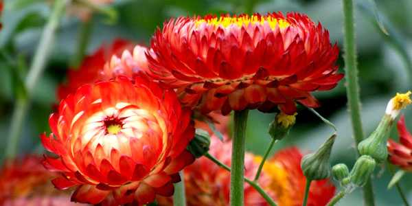 Foto einer Blume