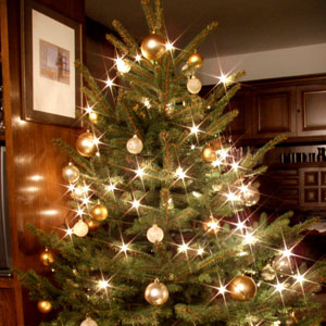 Foto aus dem Projekt - Oh Tannenbaum