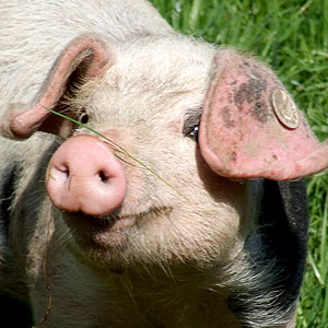 Foto von einem Ferkel 