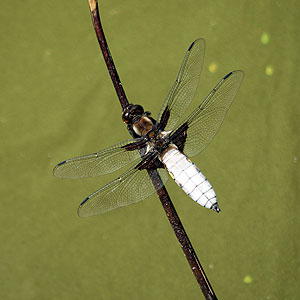 Foto einer Libelle