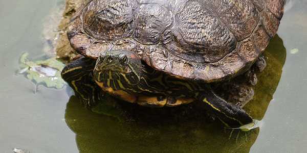 Foto einer Schildkrte 