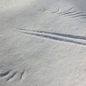 Foto von Spuren im Schnee