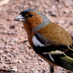 Foto eines Vogels